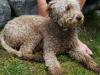 Lagotto Romagnolo: invierte en trufas