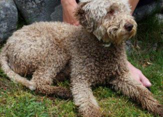 Lagotto Romagnolo: invierte en trufas