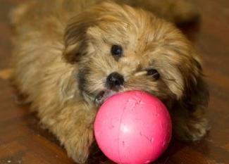 Lhassa Apso: la cabrilla del Tibet