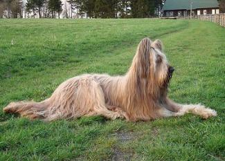 Briard: el perro campestre ideal