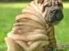 Shar-Pei: todo arrugas