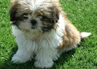 Shih Tzu: hecho a medida