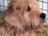 Otterhound: el terror de las nutrias