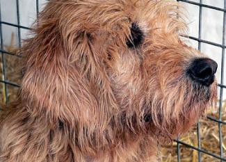 Otterhound: el terror de las nutrias