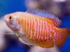 Gourami: vientre peludo