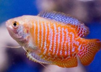 Gourami: vientre peludo