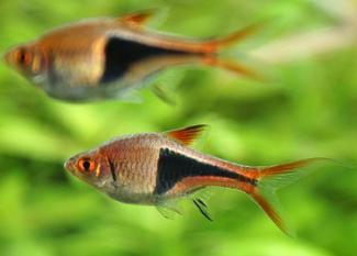 Rasbora Arlequín: omnipresente