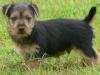 Australian Terrier: todo se pega