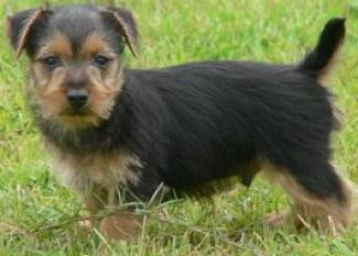 Australian Terrier: todo se pega