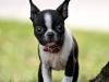 Boston Terrier: ¿miedo yo?