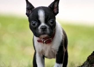 Boston Terrier: ¿miedo yo?