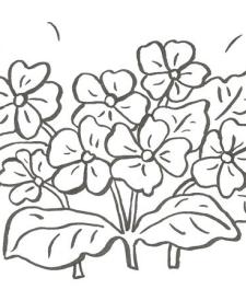 Dibujo de un ramo de flores para colorear con niños