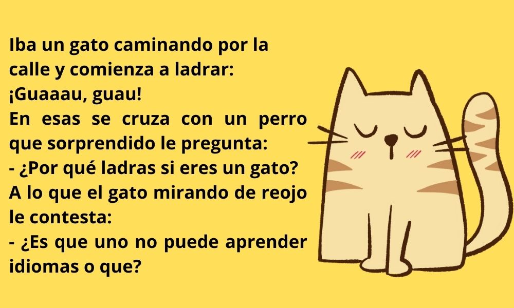 Chistes de gatos