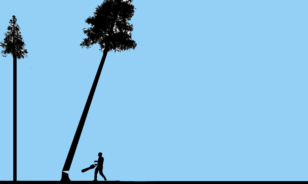 Lorca: Cortaron tres árboles