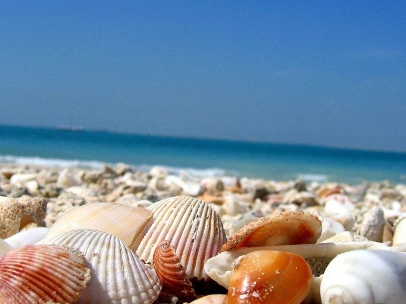 recoger conchas de la playa