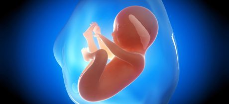 semana 23 embarazo desarrollo del bebe