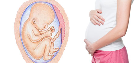 Desarrollo del bebé en la semana 24 de embarazo