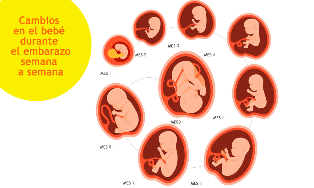 Embarazo: desarrollo del bebé semana a semana