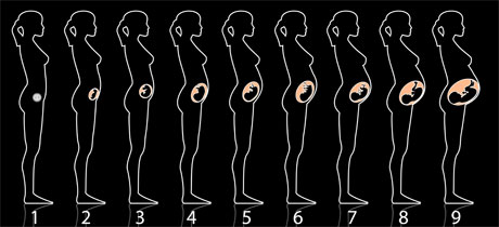 Desarrollo del feto en el embarazo