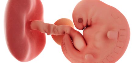 Hobart Adelante Microbio Semana 6 de embarazo: cambios en tu bebé