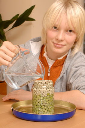 Experimento infantil de explosión de guisantes paso 1