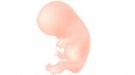 Desarrollo del bebé en la semana 10 de embarazo