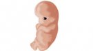 Desarrollo del bebé en la semana 8 de embarazo
