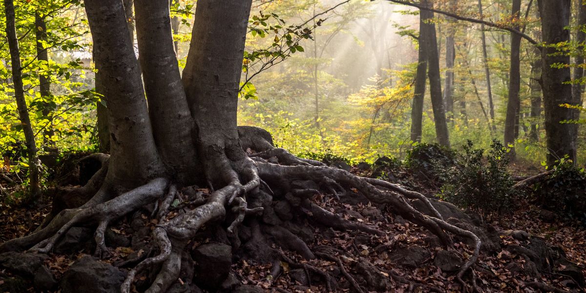 fageda dèn jordá