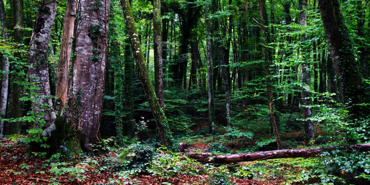 Rutas cortas La Fageda d?en Jordà Rutas cortas La Fageda d?en Jordà