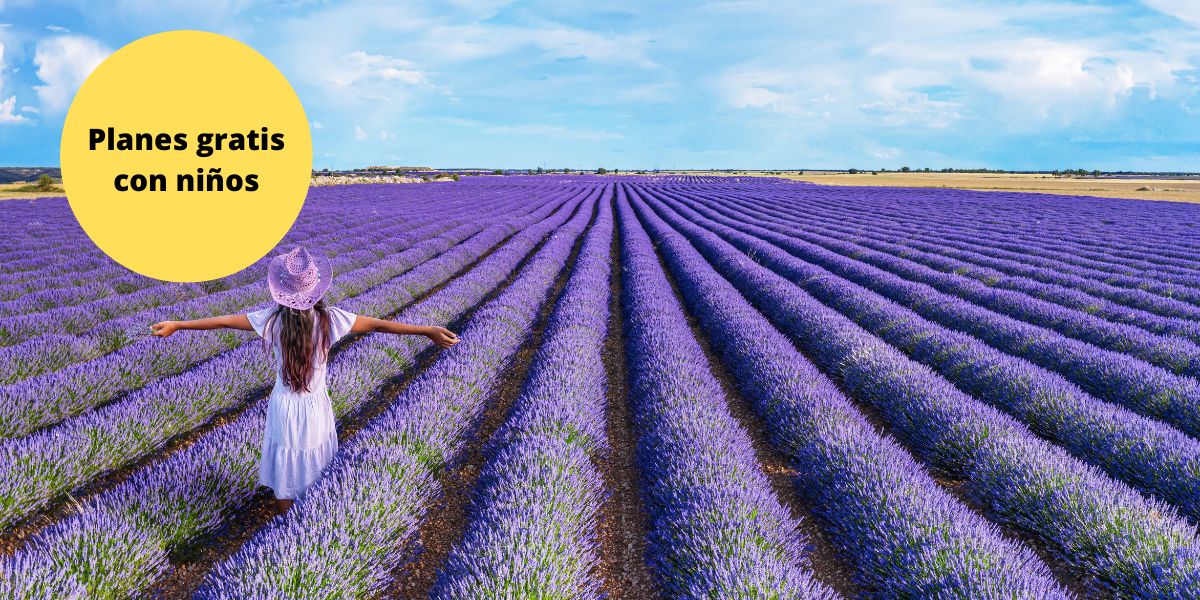 campos de lavanda con niños
