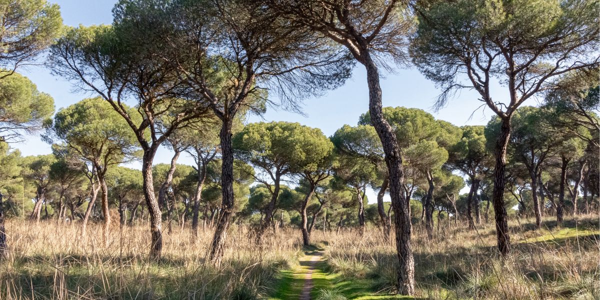 Merendero Pinar de Antequera