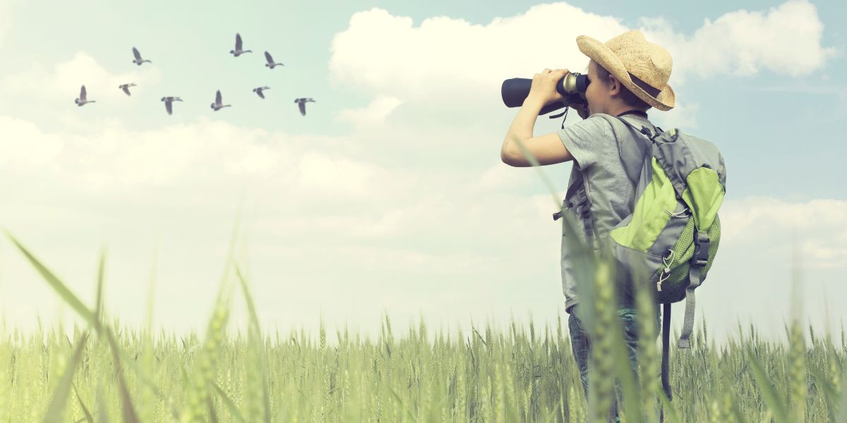 avistamiento de aves con niños