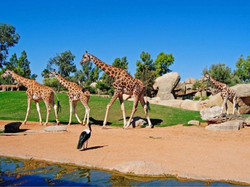 Bioparc Valencia 