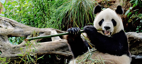 Zoo de Chapultepec para niños