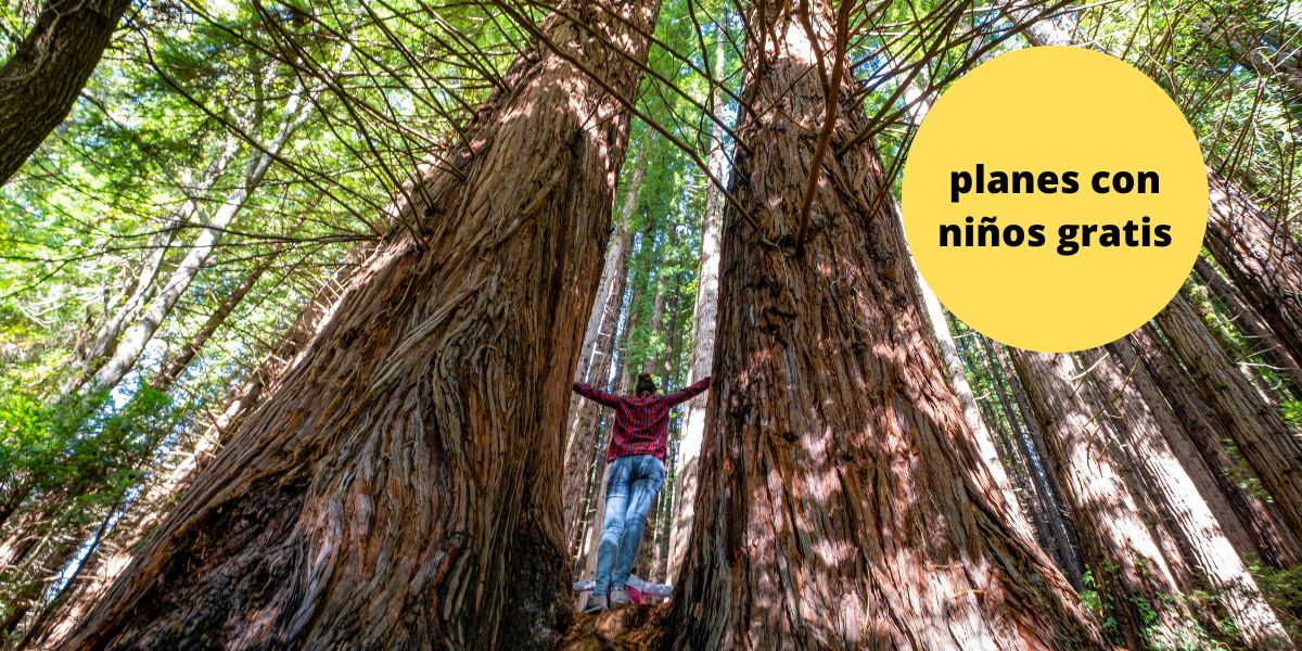 Bosque de secuoyas en Cabezón de la sal. Planes con niños