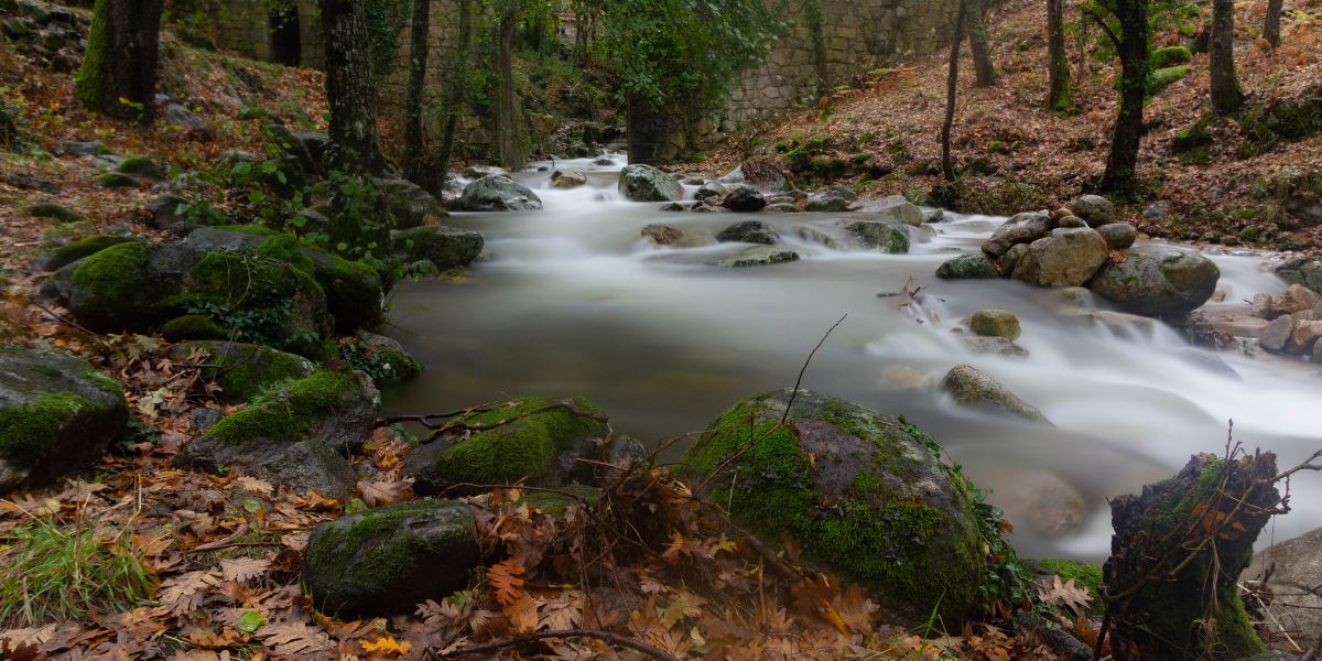 el valle de los castaños dorados
