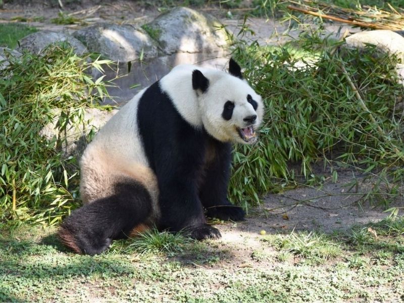 Zoo de madrid