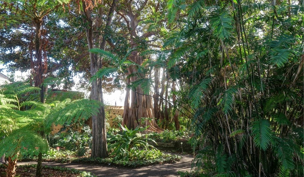 jardín botánico de tenerife