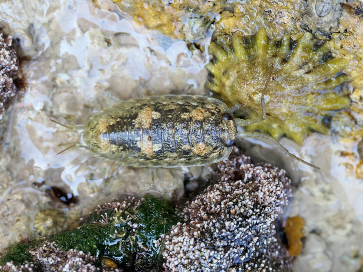 qué hacer si a mi hijo le pica un piojo de mar