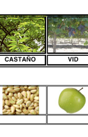 Los árboles y sus frutos. Ficha de conocimiento del entorno