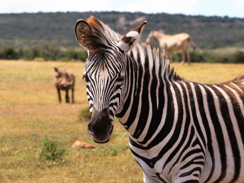Piquete Segundo grado Pulido Inglés para niños: 10 amazing facts about zebras