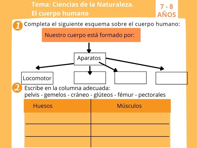 El cuerpo humano, ficha para 2º de primaria