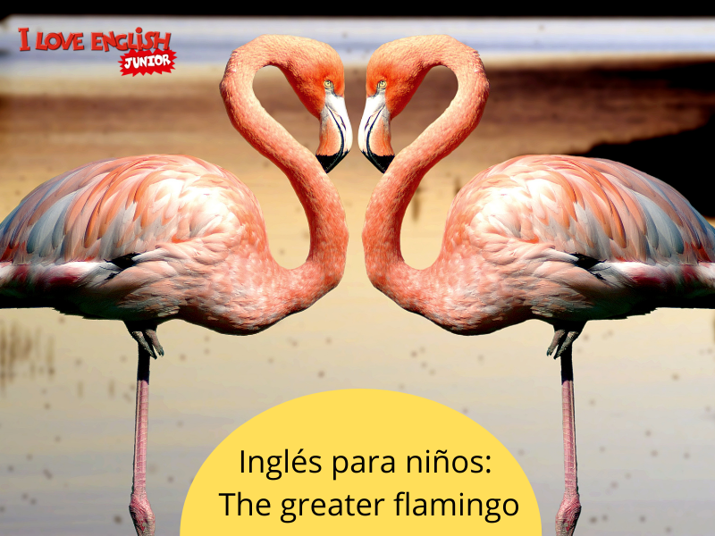 The greater flamingo, lectura en inglés para niños